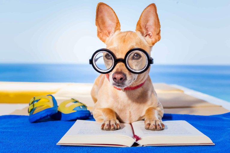 dog reading