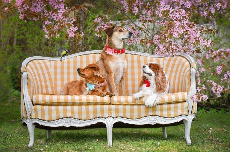 Three dogs on sofa